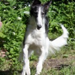 Borzoi Tsarski Koldunia