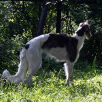 Borzoi Tsarski Koldunia