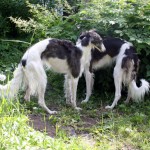 Borzoi Tsarski Koldunia