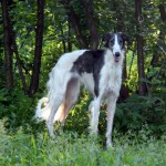 Borzoi Tsarski Koldunia