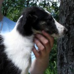 Borzoi Tsarski Kutafia